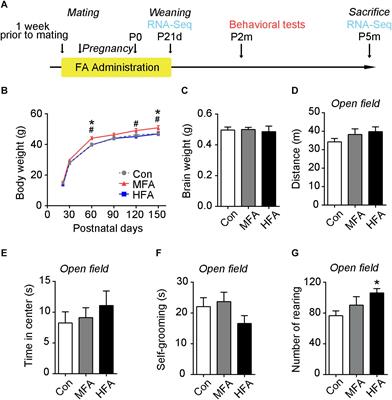 Excess Folic Acid Supplementation Before and During Pregnancy and Lactation Activates Fos Gene Expression and Alters Behaviors in Male Mouse Offspring